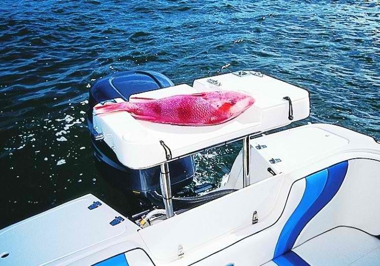 Haines Signature 600RF - Image 2