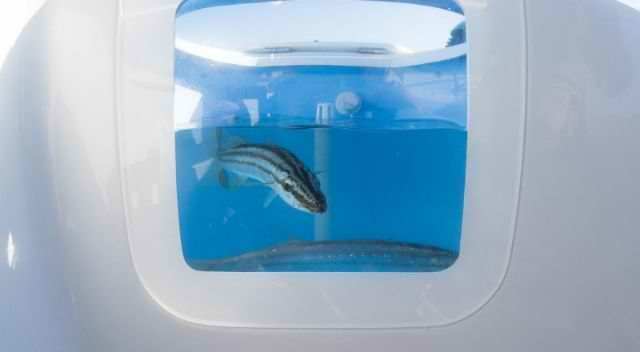 Haines Signature 650 F - Image 5